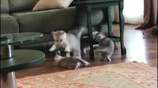 funny cats, funny animal, eğlenceli kediler