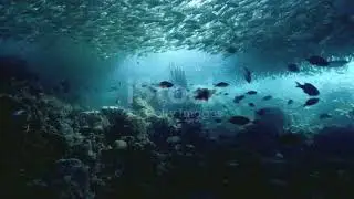 At the bottom of the ocean