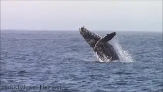 10.3.24 Breaching Humpback Whales