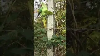 You won't believe what happened to this Poor Parrot trapped with fishing line..cut loose by brothers