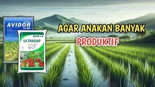 cara mudah memperbanyak anakan padi