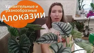 Обзор сортов алоказий