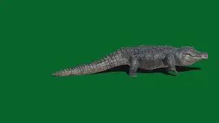 animal Green screen effects