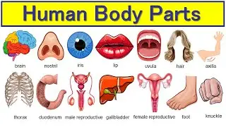 80 parts of body vocabulary for beginners | parts of body name | human organs parts of the body