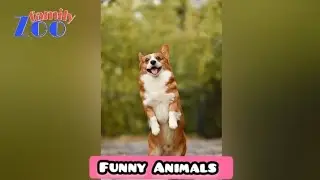 Funny Animal | Funny Animals | Funny Animal Videos | Cats | Funny Cats | Dogs | Zoofamily