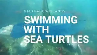 Swimming with Sea Turtles - Galapagos Islands