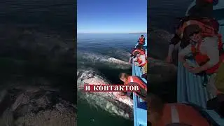 Обнимашки с ГИГАНТСКИМИ китами