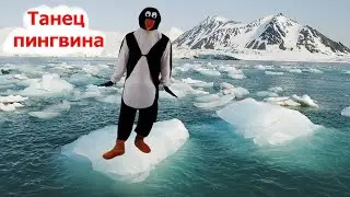 Пингвины внимание! | Детские песни | Танцы для детей