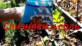 Слизняки Как мы с ними боремся. Дача.