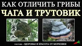 AND YOU KNOW THE DIFFERENCE BETWEEN TINDER FUNGUS FROM THE POLYPORE?????