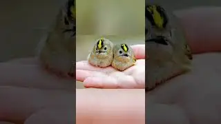 Желтоголовый королёк в Мариуполе 😀💕👍