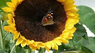 Top 5 Reasons to Grow Sunflowers: Brighten Your Garden with These Golden Giants