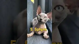 Top 10 Most Cute Cats In The World || 