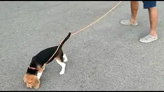 SANA the naughtiest ❤ beagle