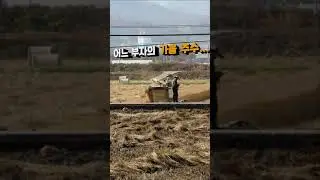 어느 가을 촌부의 추수하는 날!  #shorts