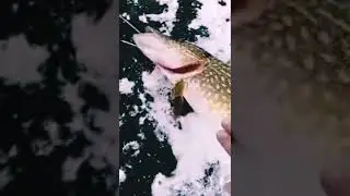 ЩУКА ЗУБАСТА НА ЖЕРЛИЦІ #fishing  #shorts #щука #рибалканажерлиці