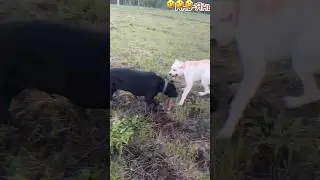 Белый#Кане#Корса#инь#янь#