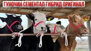 Букаи карпат Гуночин Сементал гибрид фермаи Охунбобо🇹🇯 7 апреля 2025 г.