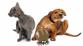 Укусы насекомых:  отличия, травмы, отравления, аллергия