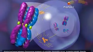 Meiosis and Crossing over 2017 HD