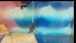 Flowerhorn Breeding Part 2