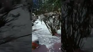Зимние цветы)