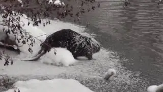 Зимняя видео-охота на бобра) 6.01.2017