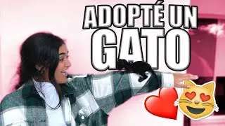 ADOPTING A KITTEN AT LAST!!! XIME PONCH