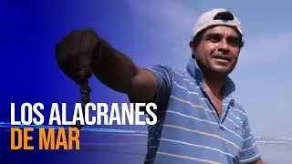 #HistoriasDeVida || LOS ALACRANES DE MAR
