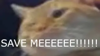 Cat Thoughts.....