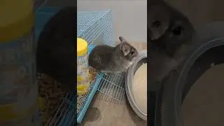 Купил себе Шиншиллу)