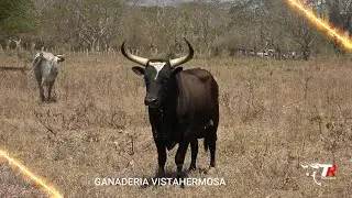 ARJONA 2024 Toros de JUANCHI GUERRERO