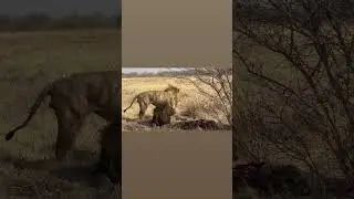Mababe males after fighting with the northern males !