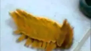 alien Worm