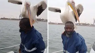 Incredible moment as majestic pelican perches on man's shoulder