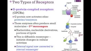 067-Two Types of Receptors
