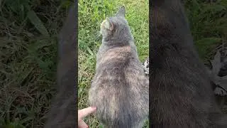 Talking To Blossom 🌸 #graycat #calicocat #talkingcat #mutedgray #tortoiseshellcat August 9, 2024