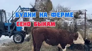 Привезли сено быкам.