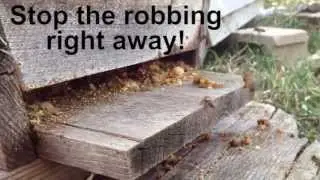 Honey Bees Robbing A Hive - Learn How to Stop the Robbing