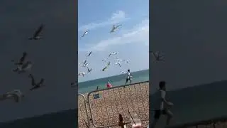 seagulls attack    He surrendered his bounty
