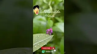 Coolest Camouflage | Unbelievable insects | Insect secrete life | #insect #inchworm #shorts #viral