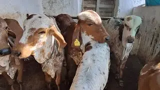 Gadhda mandir future gir hifers