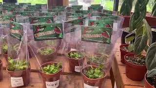 Roger's Garden - House Plants
