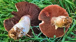How to tell which mushrooms are safe to eat