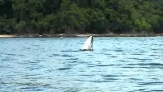 Whales and Dolphins of Isla Caño