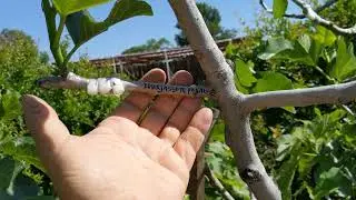 100% прививок(более 50-ти) принялись! Инжир с прививками 27-ми сортов Multi grafted fig free