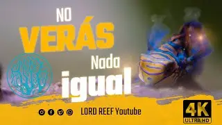 650 LITROS #reefaquarium  como NUNCA HABÍAS VISTO: ULTRA DETALLE #reef #reeftank #reef #4k