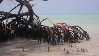0000085 mangrove swamp beach cuba caribbean KINESTOCK