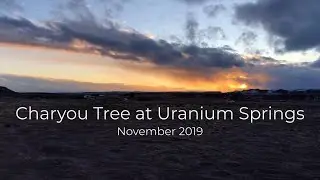 Charyou Tree 2019 | Uranium Springs