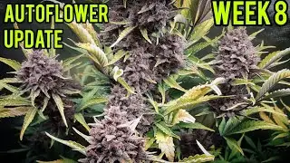AUTOFLOWER GROW, FASTBUDS BUBBLE GUM & BLACKBERRY, MARS HYDRO FC-3000 LED